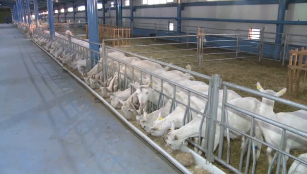 400 агрофирм получили господдержку в Атырауской области