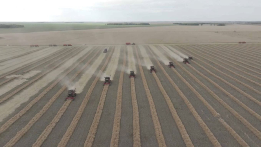 СҚО-да 5,2 миллион тонна бидай жиналды