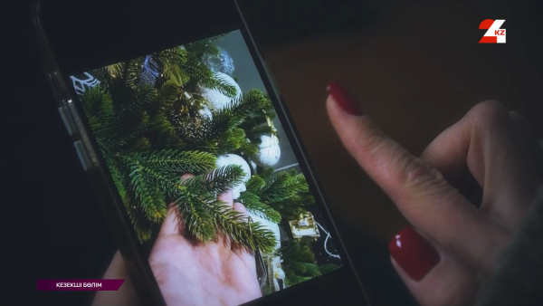 Ақтөбе облысында шырша алаяқтары көбейіп кетті