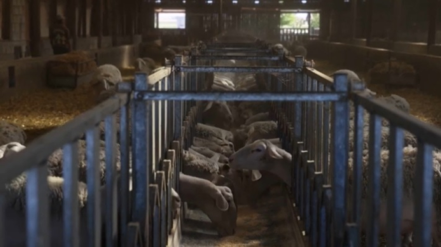 Вспышка оспы в Греции: уничтожено 260 тысяч голов овец и коз