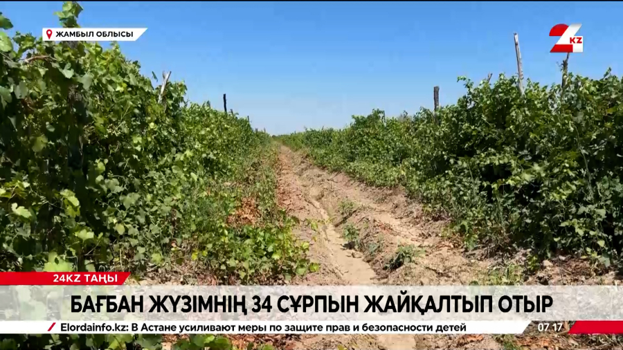 Таразда зейнеткер жүзімнің 34 түрін өсіреді