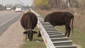 На платных дорогах Казахстана участились ДТП с участием животных