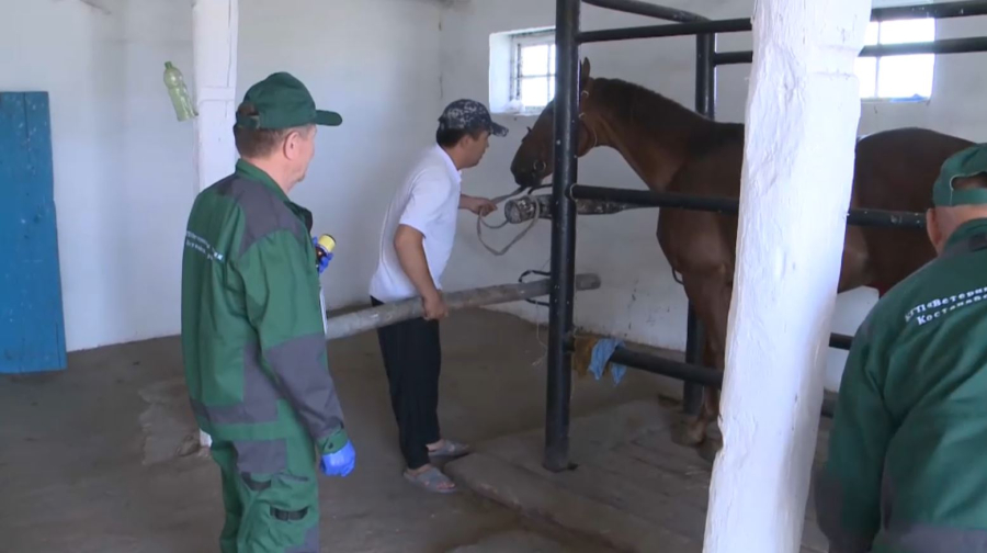 В 1,5 раза увеличили штат ветеринарной службы Костанайской области