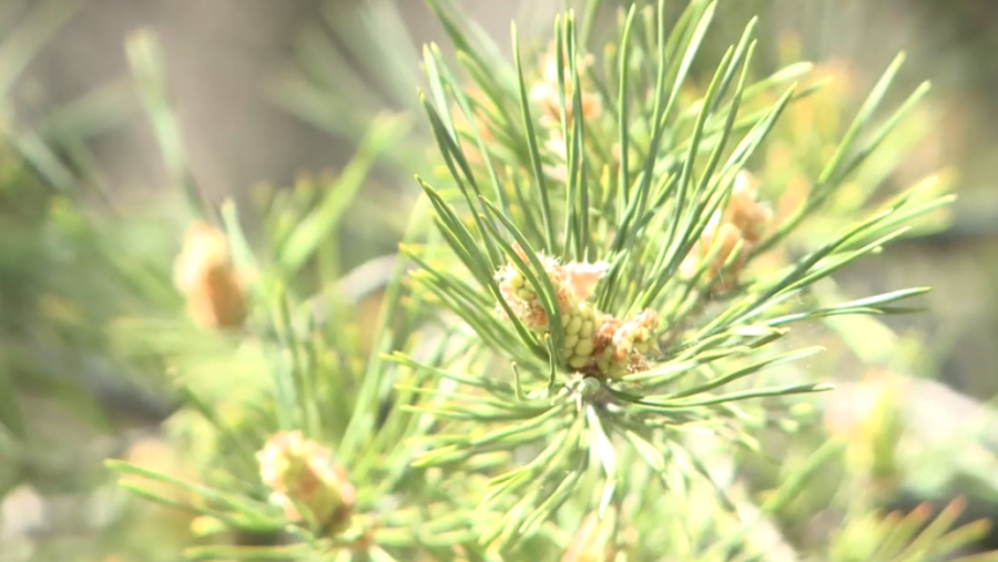 Озеленение населённых пунктов: проблемы и достижения