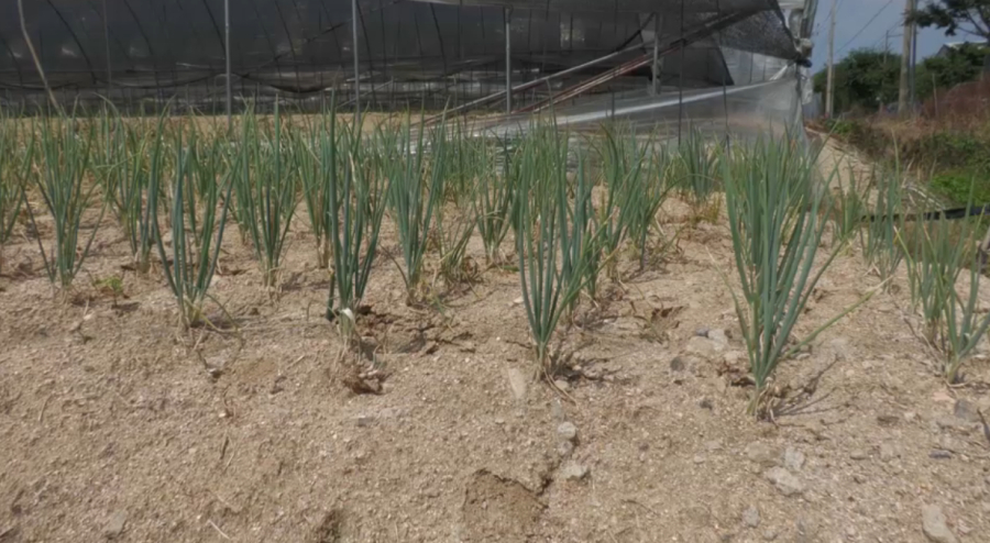 Власти Южной Кореи борются с засухой