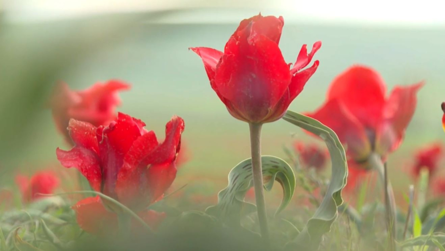 Жамбыл облысында «Қызғалдақ мұра» халықаралық фестивалі басталды