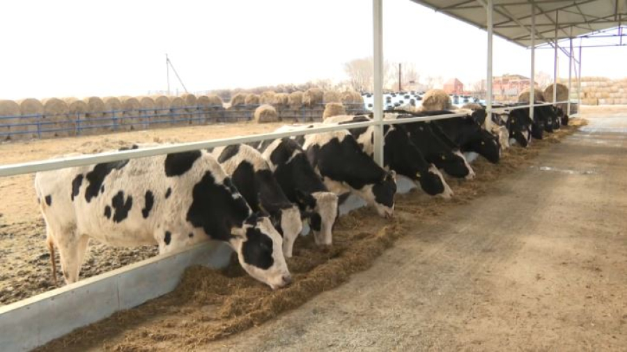 Производство молока выросло на 20% в Акмолинской области