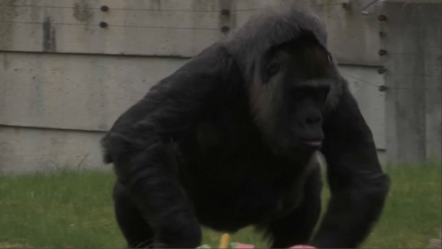 Әлемдегі ең кәрі горилла 69-ға толды