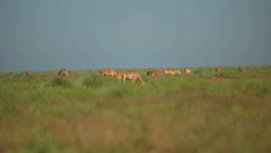 Қарағанды облысында мыңдаған киік 30 мың гектар егіс алқабын таптап кетті