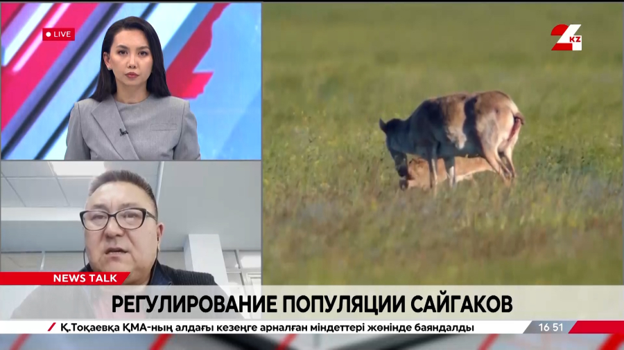 Регулирование популяции сайгаков. Бауыржан Сабанов