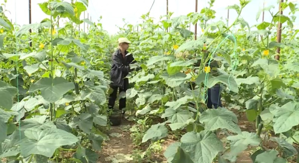 Около 100 теплиц построили за год в Актюбинской области
