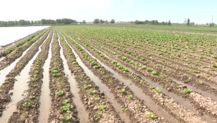 Налог на сельхозземли снизили в Шымкенте