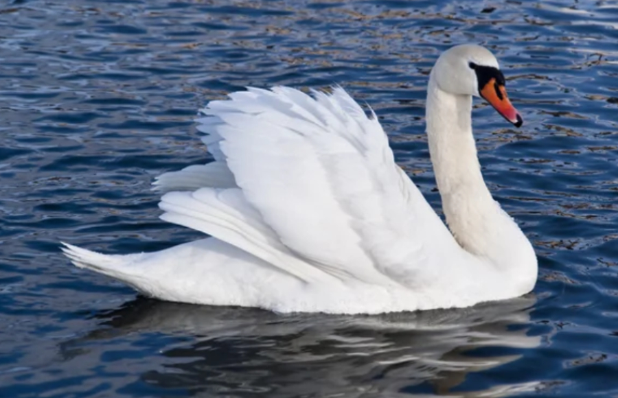 Лебедь застрял в котловане в Кокшетау
