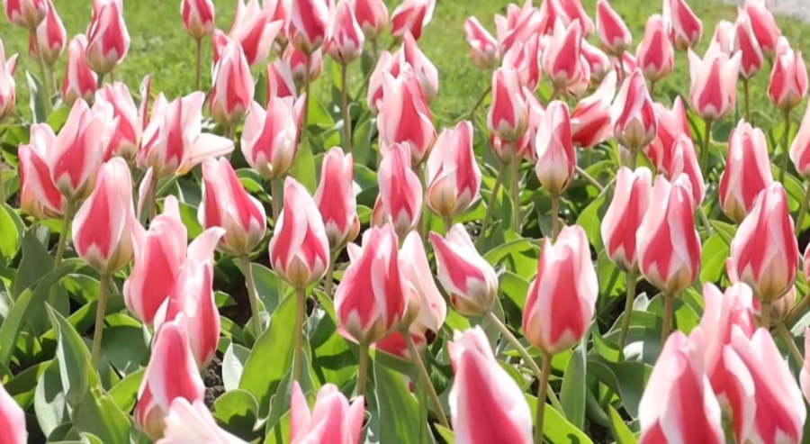 Швейцарияда қызғалдақ фестивалі басталды