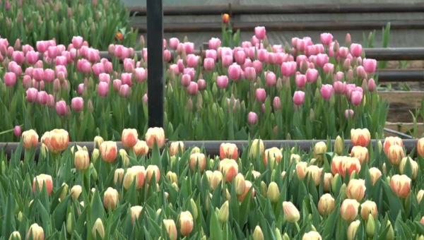 Жетісу облысында тұратын отбасы ауласында 50 мың түп қызғалдақ өсірді