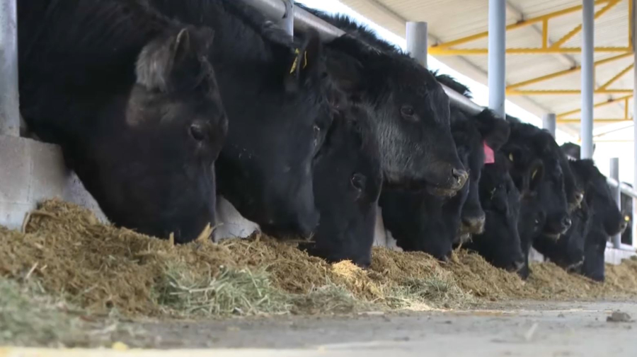 Жетісу облысының ауыл шаруашылығына 540 млн теңге инвестиция тартылды