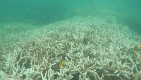 Большой Барьерный риф страдает от обесцвечивания кораллов