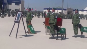 В Мексике попрощались с собакой-спасателем, погибшей в Турции