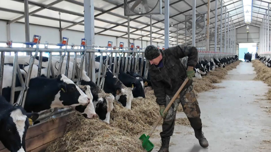 Қостанай облысында заманауи тауарлы-сүт фермасы ашылды