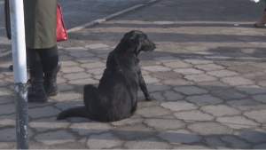 Собака покусала двоих детей в Атырау