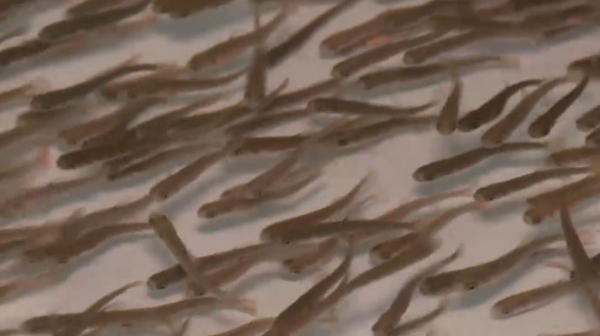 Радужную форель разводят в Семее