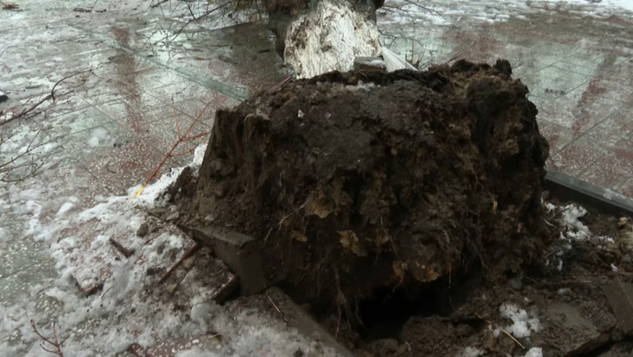 Шымкентте ағаш басып қалған бала қайтыс болды