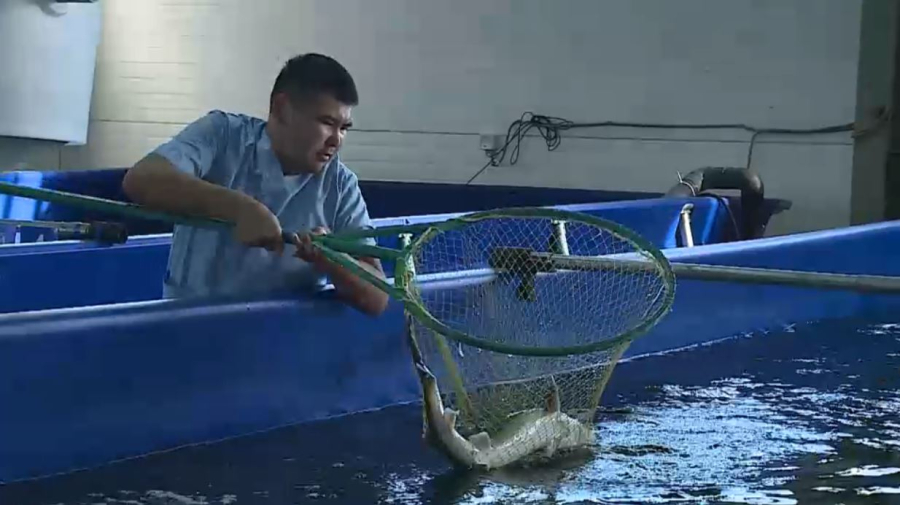 Қазақстан балығы Еуропаға экспортталады