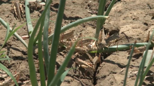 Борьба с саранчой: за счёт резерва правительства закупили 53 дрона