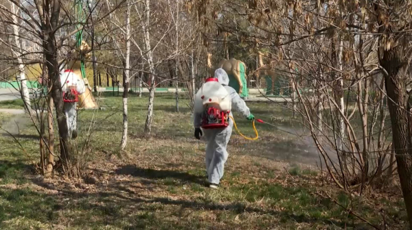 Масштабная дезинсекция стартовала в Шымкенте