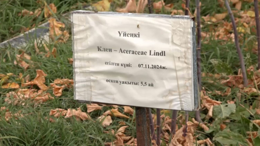 Атырау облысындағы жалғыз тұқымбақ қалпына келтіріліп жатыр