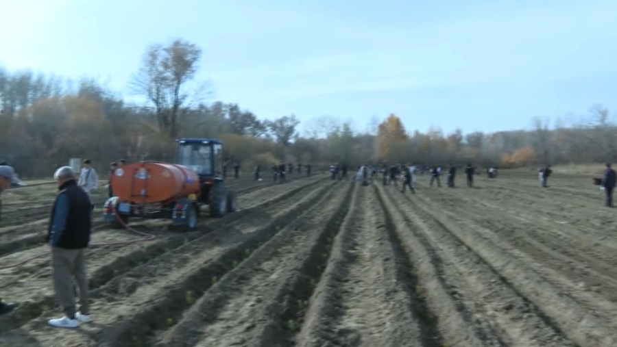 Талдықорғанда бес мың қарағай көшеті егілді