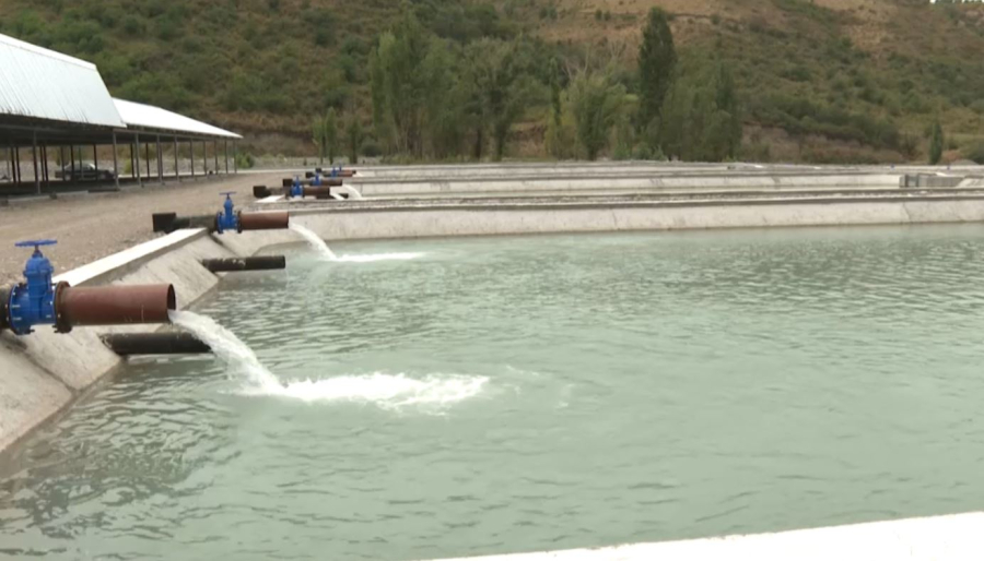 Рыбный бум в Алматинской области