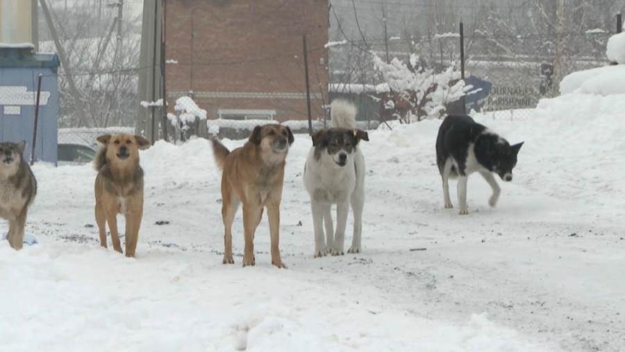 Численность бродячих собак растет в Усть-Каменогорске