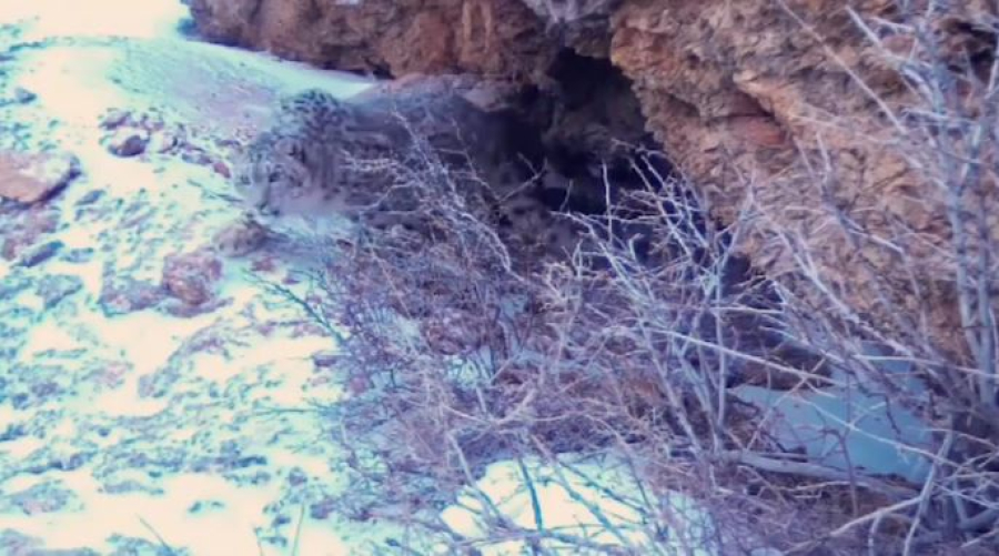 Хищников стало больше в Аксу-Жабаглинском заповеднике