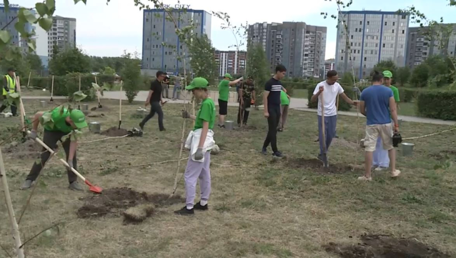 Өскемендік еріктілер 300 түп қайың ағашын екті