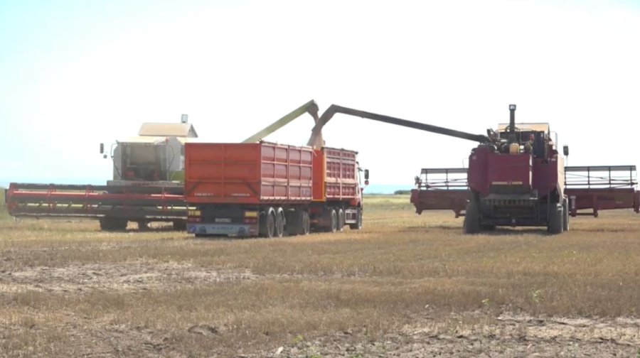 Аграрии области Абай собирают урожай