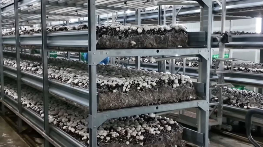 СКО снижает импорт грибной продукции