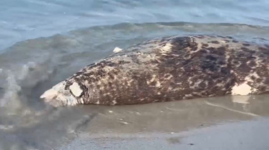 Почему гибнут тюлени на побережье Каспия