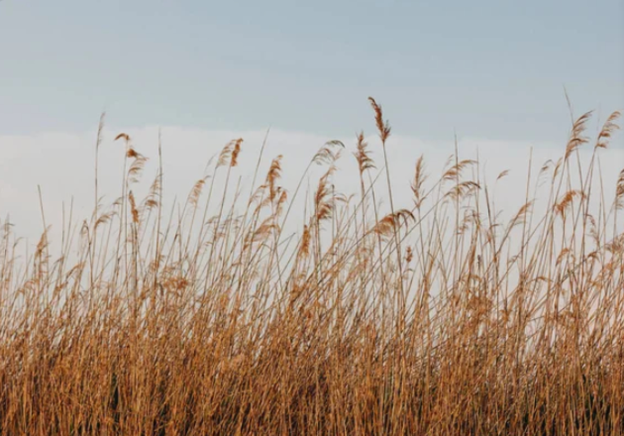 Пенсионера искали в Костанайской области