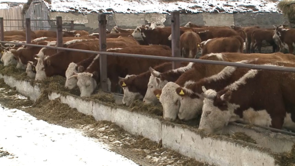 Производство молока и мяса птицы увеличат в Костанайской области