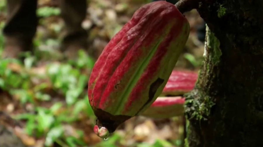 Әлемде какао бұршақтары мен платина қымбаттады 