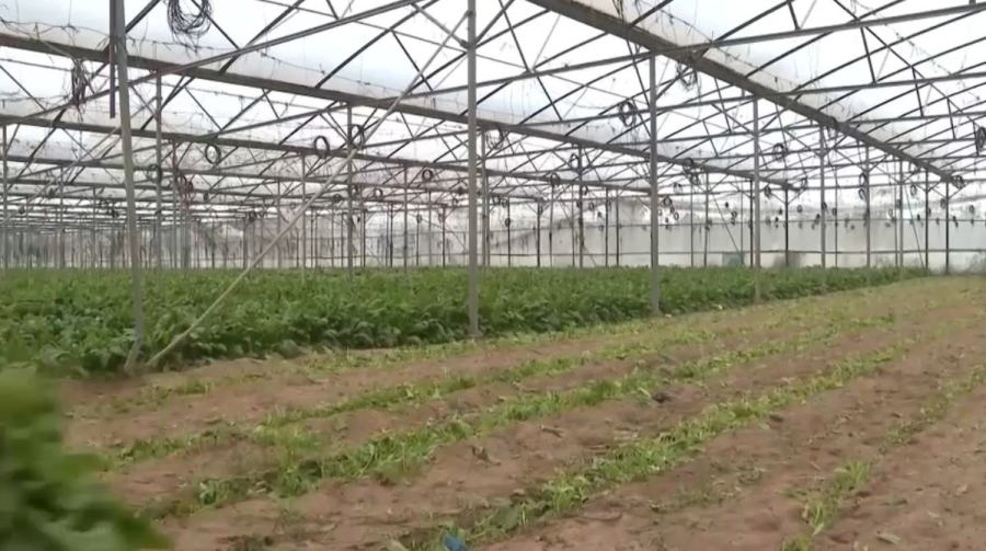 Газада шаруалар көкөніс өсіре бастады