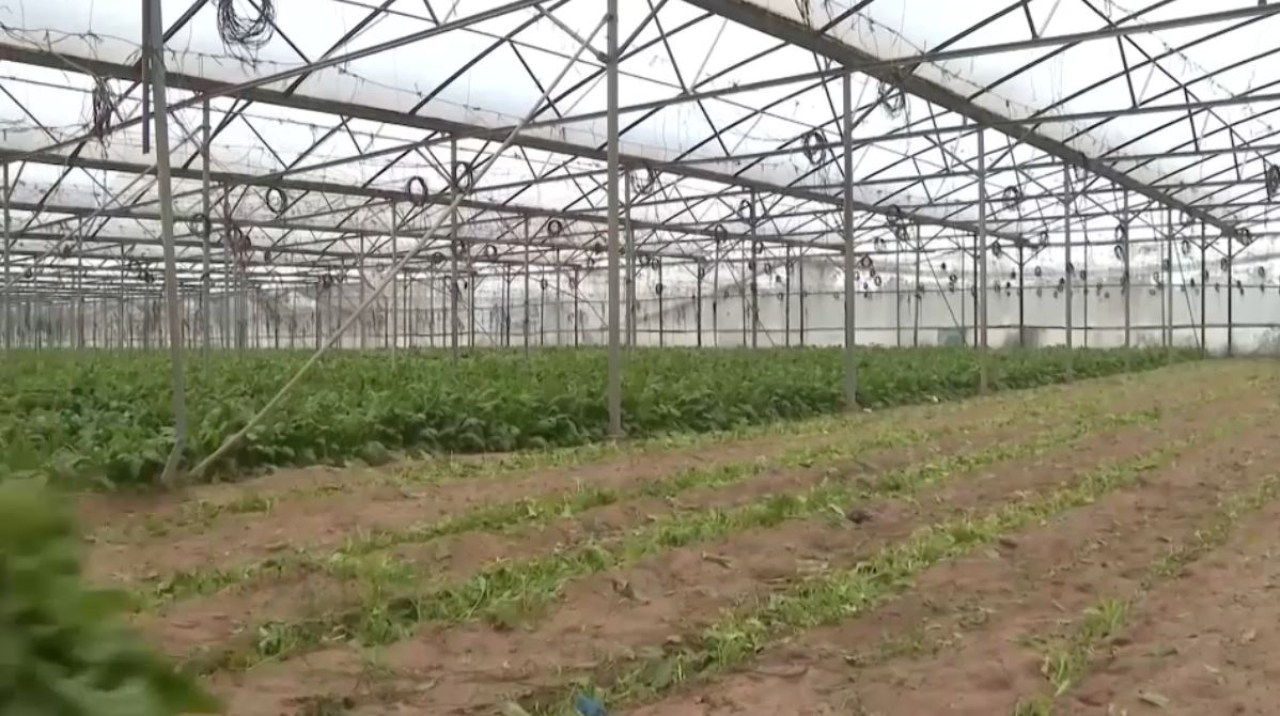 Газада шаруалар көкөніс өсіре бастады