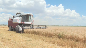 Зерновых меньше обычного собирают в Жамбылской области