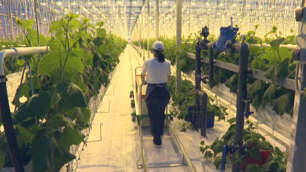 СҚО-да агроөнеркәсіп саласында 24 жоба іске асты