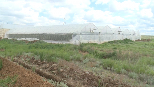 Аграрии возделывают заброшенные огороды в Актюбинской области