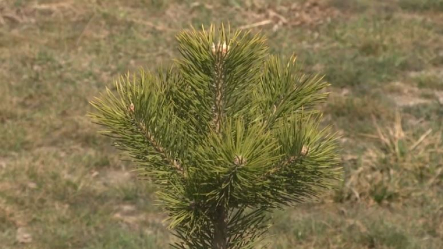 «Жасыл аула»: 17 тысяч деревьев высадили в стране