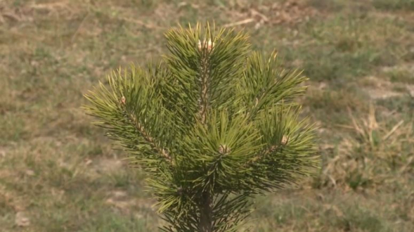 «Жасыл аула»: 17 тысяч деревьев высадили в стране