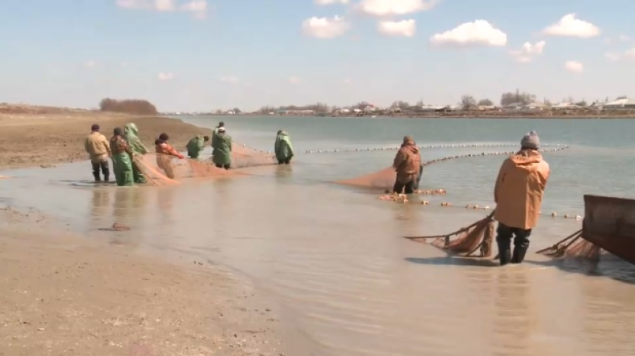 Запретить отлов рыбы предлагают биологи