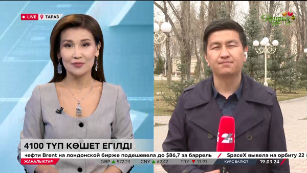 Таразда жаппай тал егу жұмыстары басталды. LIVE